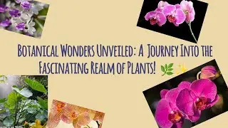 Botanical Wonders Unveiled: A Journey Into the Fascinating Realm of Plants!