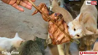 Love Feeding Cats/Kittens Time_ Giving Chicken Meat To Poor Hungry Cats