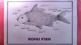 Rohu Fish Drawing Step By Step/How To Draw Rohu Fish/Drawing Rohu Fish Easy
