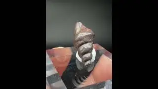 Goethite Fossil snails size: 1.7cm Origin: Egypt.