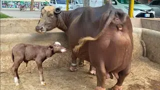 सबसे ज़्यादा दूध देने वाली भदावरी भैंस | Bhadawari Buffalo | Highest Milk Producing Buffalo