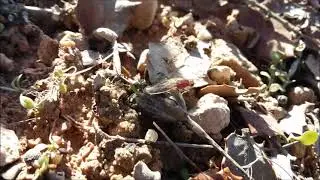 MOSCA DE LA TRUFA en Soria, Suillia Tuberiperda, trufa negra tuber melanosporum