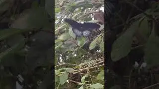 Great Mormon Butterfly VS Blue Morpho Butterfly | Tropical Butterfly House Sheffield #insects