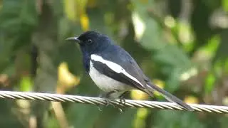 Singing doel