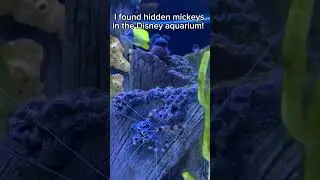 I found hidden Mickeys at the Disney World aquarium! #disney #disneyworld #hidden mickey