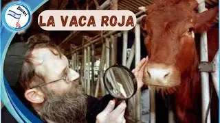 Ortodoxo Judio Asegura: Israel ya tiene Vaca Roja para el Tercer Templo