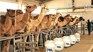 Amazing Modern Camel Farm | Automatic Camel Milking Technology | Camel Milk Products