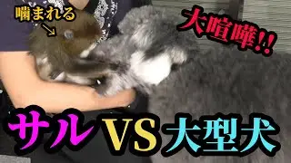 大型犬とサルが喧嘩勃発‼️これが【犬猿の仲‼︎】