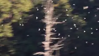 HUGE FLOCK OF MIGRATING TREE SWALLOWS
