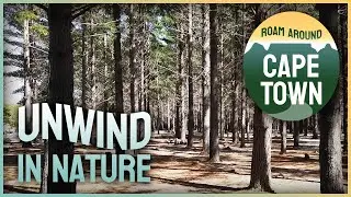 Tranquil nature walk amongst whispering pines | Lower Tokai Park, Cape Town