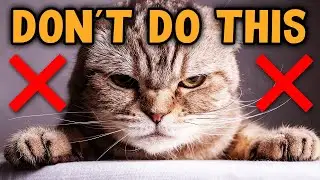 13 Biggest MISTAKES Cat Owners Make (and how to prevent them)
