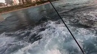 Seabream and seabass catch & release