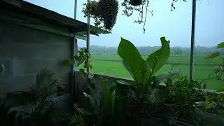 Relaxing Background Music for Rest and Peace