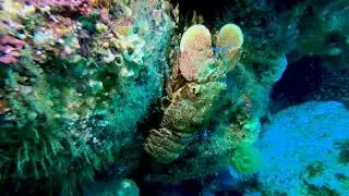 Montague Island - Scuba Diving 4K, Australia