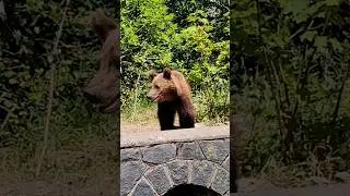 Romanian brown bear on Transfagarasan Highway #transfagarasan #bear #romania  #transsilvanien