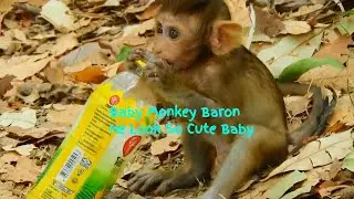 Baron Baby Monkey Playing With His Friend Look So Happy | Baron Look So Thirsty