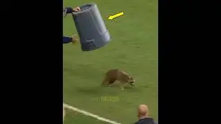 Player vs Animals + HIM