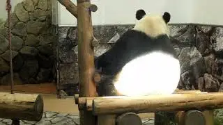 アドベンチャーワールド 3頭のパンダ (2011.4.4)