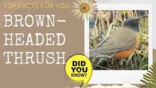 Brown-headed Thrush facts 🦜 breeds in Sakhalin the Kuril Islands and Japan 🇯🇵