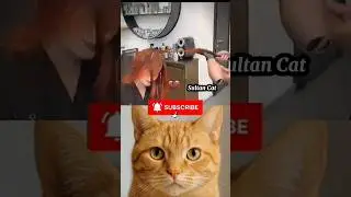 Just in time #24 ⏰⁉️#cat#meme#funny#trending#viralcat#dance#catvideo