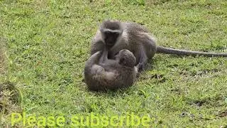 female monkey say no no