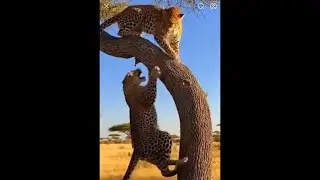Two cheetah 🐆 