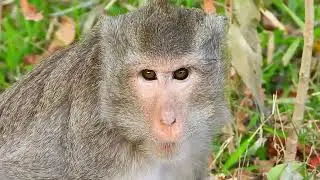 Amazing..!! Mother monkey give birth