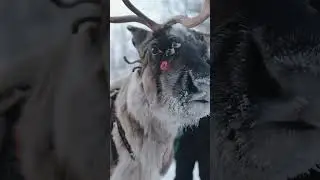 Reindeer Eyes | Change Color for Winter Vision 🦌