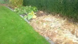 Blomsterbed
