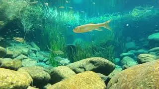 Fishing friends support the secret realm to increase the color for the third mission 釣友支持秘境增加色彩第三次任務