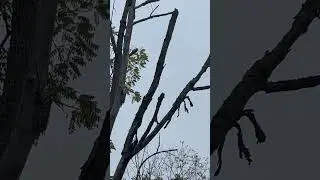 Rimple Loop Walking Trail - Dallas,PA - Woodpecker Building Nest