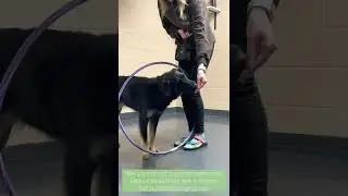 May Trick of the Month at Metro Dogs (Hoop)