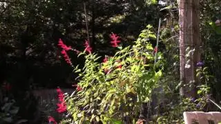 Sulphurs & Salvia