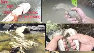 Kích cá ở theo bờ sông theo cánh ruộng đồng ở vùng quê  