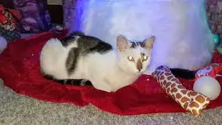 Mary cat Pepe sleeping under the Christmas tree so cute kitty 🐈😺 cats 