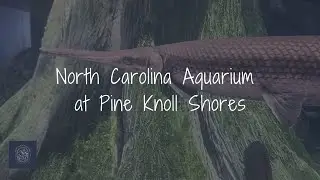 North Carolina Aquarium at Pine Knoll Shores - Pine Knoll Shores, NC