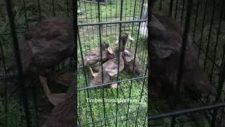 I like big DUCKS & i can&rsquo;t lie 🤣 #ducks #duckfarming #farming #farmingfamily  #farmhouse #farmlife