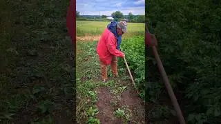 Best Garden Hoe for Weeds 🌿 | Testing and Choosing the Winner! #hoe #weeds #gardening #weeding