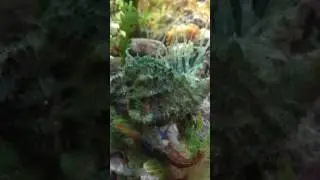 Murex eating gravid lined snapping shrimp