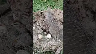 Partridge Breeding #birdspecies #amazing #wildlifephotography