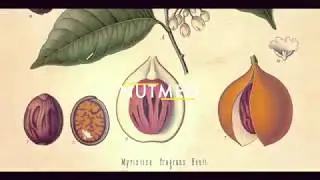 INSIDE ORIGINAL | A Macson Fragrance #1