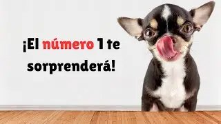 Los 10 perros m&aacute;s peque&ntilde;os del mundo 🐶✨🐾