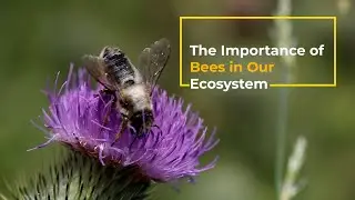 The Importance of Bees in Our Ecosystem