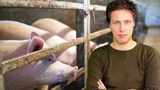Trendrapport Varkens en Voer Pro - Varkensprijs stijgt, maar voor hoelang?