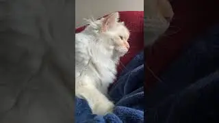 #purr #paws #catsofyoutube