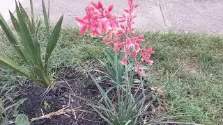 Cincinnati xeric planting and hesperaloe in full bloom!