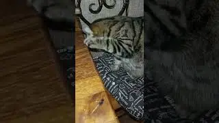 Бакс хомячит колбасу