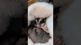 #001 Apenas dormindo - Xikinho, o Sugar Glider ou Planador do Açúcar (Momonga).