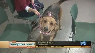 Pet Pal: Payton