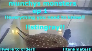 freshwater stingray care,feeding,unboxing munchys monsters ep 1